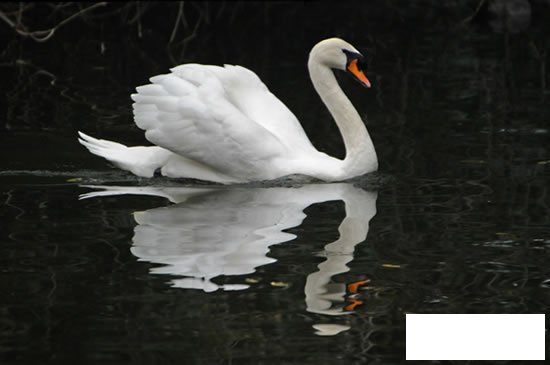 白天鹅外形特征