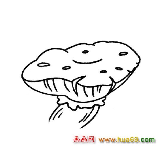 植物简笔画:香菇5