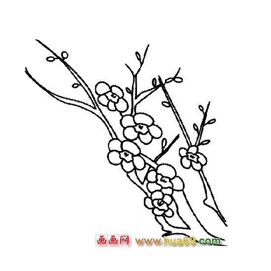 满枝梅花简笔画
