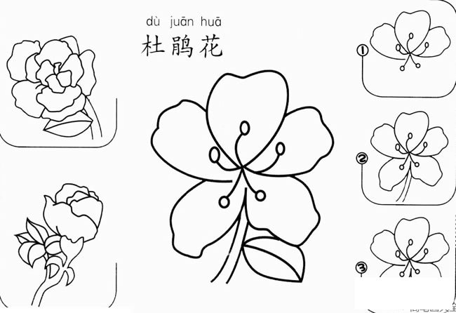 杜鹃花怎么画简笔画图片
