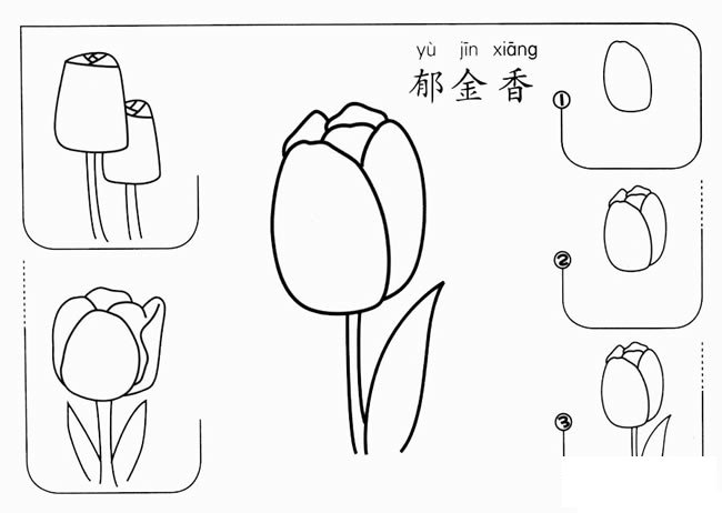 幼儿简笔画郁金香的画法步骤图教程