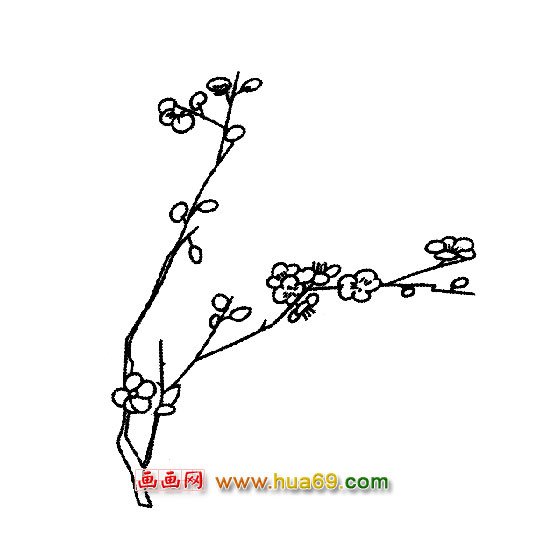 花卉简笔画:梅花开了