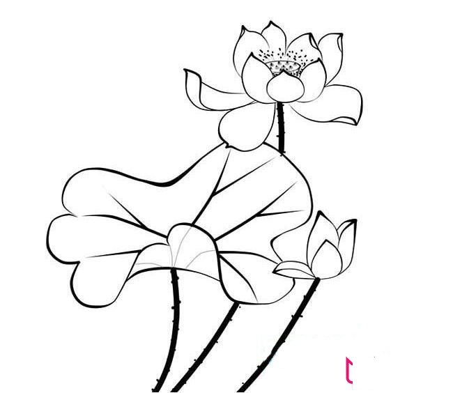 漂亮的荷花简笔画图片,荷花怎么画