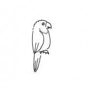 怎样画一只鹦鹉的简笔画