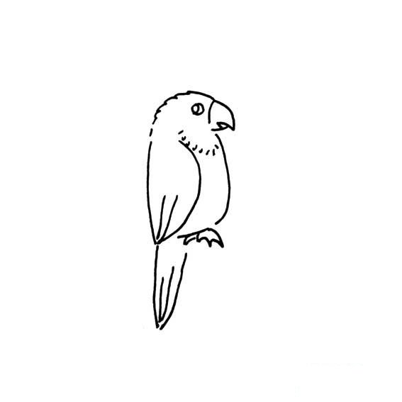 怎样画一只鹦鹉的简笔画