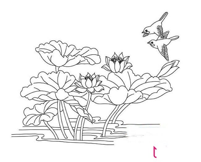 漂亮的荷花简笔画图片,荷花怎么画