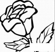盛开的玫瑰花简笔画画法_怎么画盛开的玫瑰花