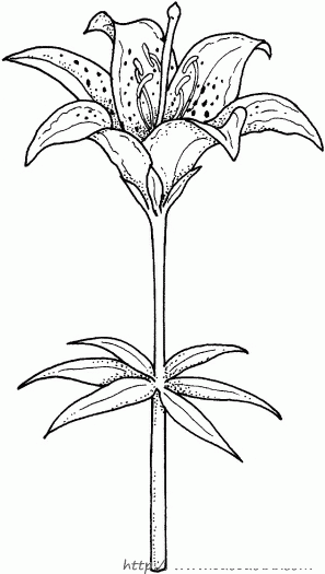 简笔画百合花的具体画法步骤图片教程