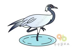 漂亮的蓑羽鹤简笔画图片