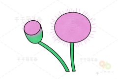 西洋山萝卜简笔画画法