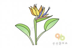 认识花朵鹤望兰的画法