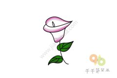 认识马蹄莲的简笔画画法