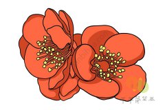 贴梗海棠花简笔画图片
