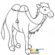 动物简笔画：一只骆驼6