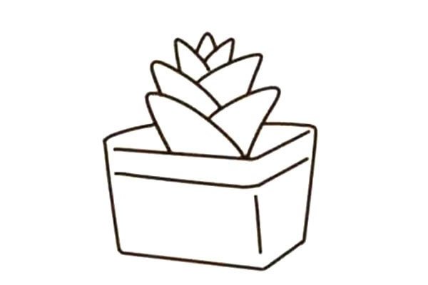 漂亮的多肉植物简笔画