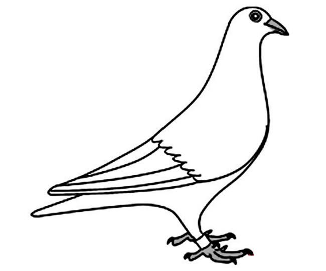 和平鸽怎么画 象征和平的和平鸽简笔画作品