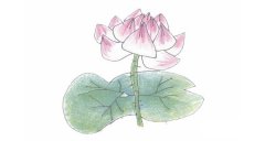 荷花简笔画的画法步骤图教程