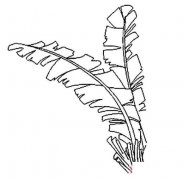 怎么画芭蕉树叶的画法简笔画简单好看