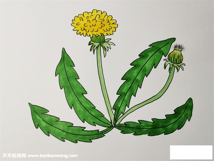 蒲公英怎么画简笔画