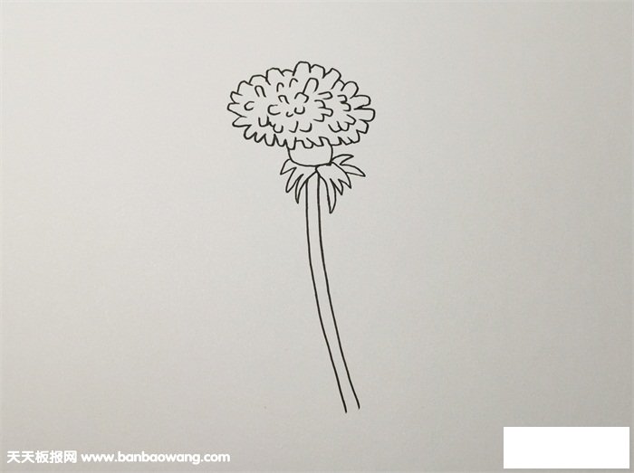 蒲公英怎么画简笔画