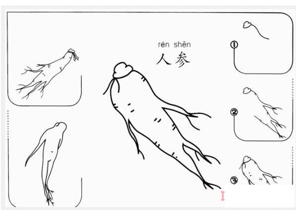 怎么画一棵人参简笔画图片简单好看