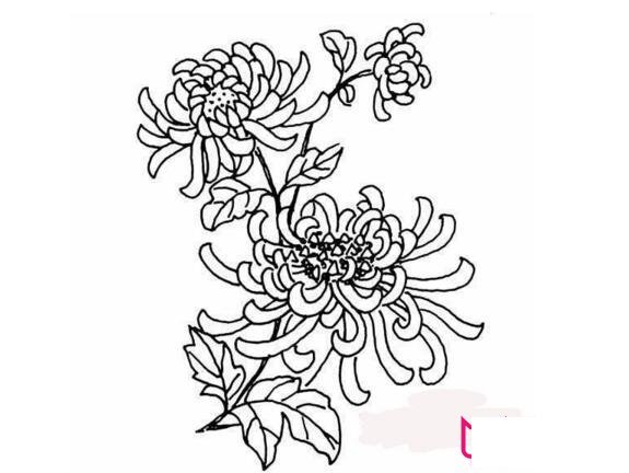 儿童简笔画，菊花简笔画