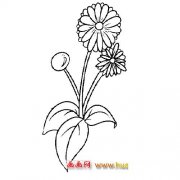 花卉简笔画:含苞待放的菊花