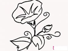 植物简笔画大全，牵牛花简笔画