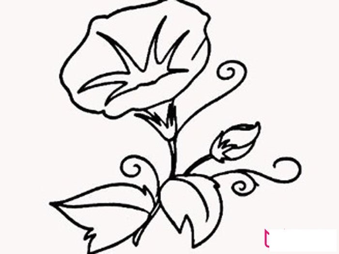 植物简笔画大全，牵牛花简笔画