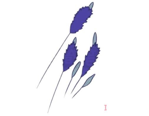 薰草的画法步骤图带颜色 薰草简笔画图片