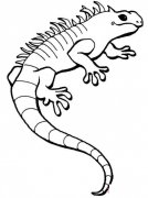 如何画蜥蜴简单画法素描好看_蜥蜴简笔画图片