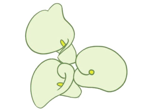 马蹄莲简笔画图片