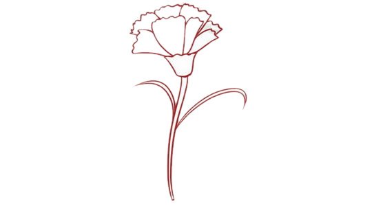 康乃馨简笔画图片