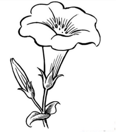 简笔画漂亮的喇叭花的具体画法步骤图片教程