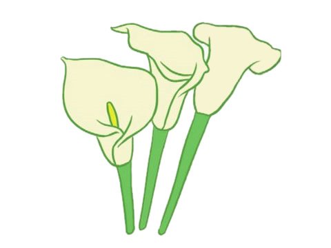 马蹄莲简笔画图片