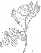 美丽的蔷薇花简笔画图片