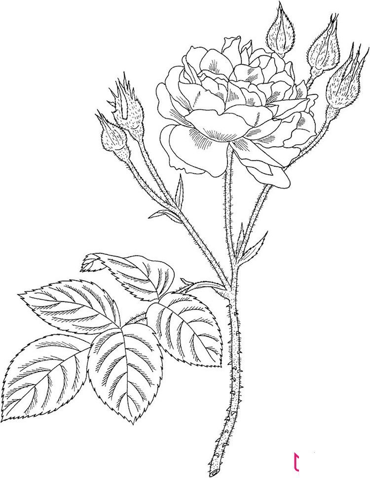 美丽的蔷薇花简笔画图片