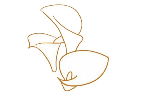 马蹄莲简笔画图片