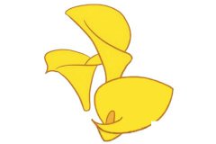 马蹄莲简笔画的画法步骤教程及图片大全