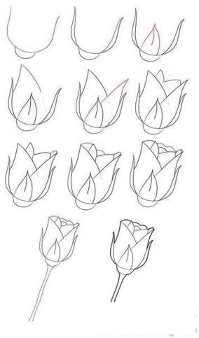 简笔画美丽的玫瑰花的具体画法步骤图片教程