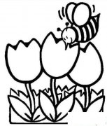 郁金香和蜜蜂简笔画画法_怎么画郁金香和蜜蜂