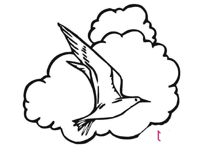 美丽的海鸥简笔画图片