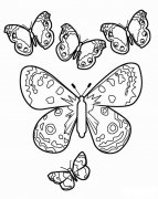 飞舞的蝴蝶简笔画步骤图片大全