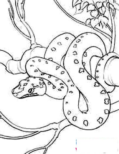 树上的莽蛇简笔画