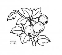 山楂水果简笔画步骤图片大全