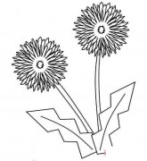 手绘蒲公英怎么画简单漂亮 蒲公英简笔画图片