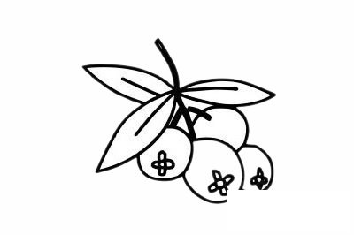 山楂简笔画图片
