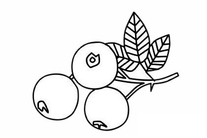 山楂简笔画图片