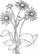 美丽的菊花简笔画画法_怎么画美丽的菊花