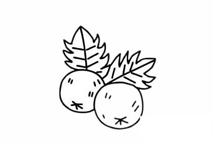 山楂简笔画图片